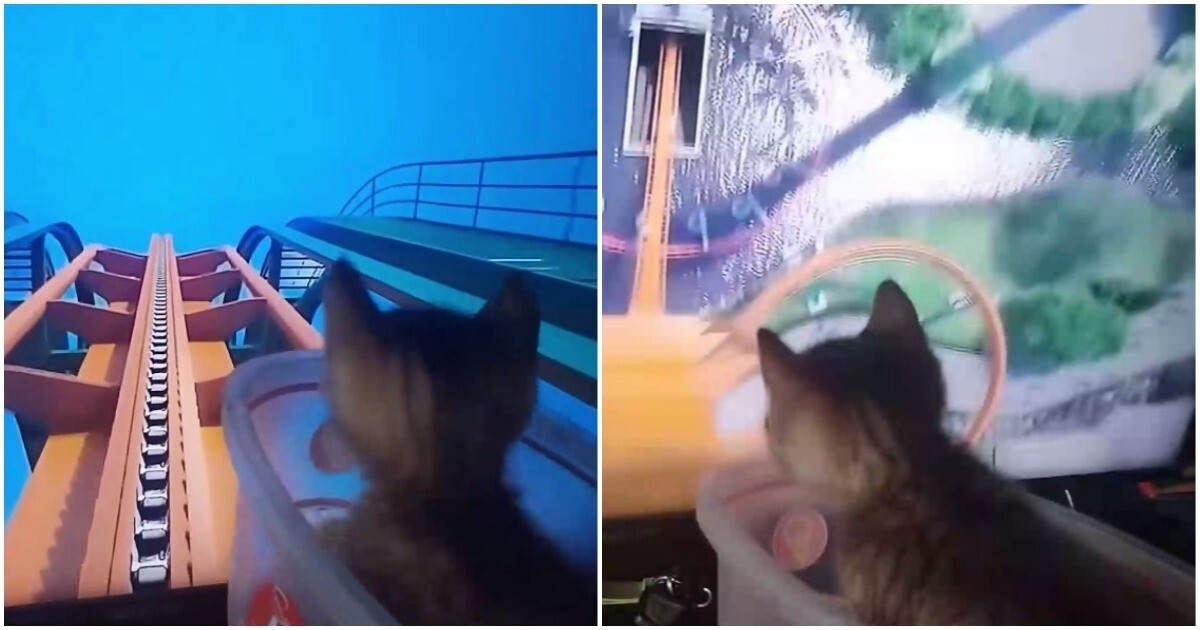 Аттракцион для котёнка
