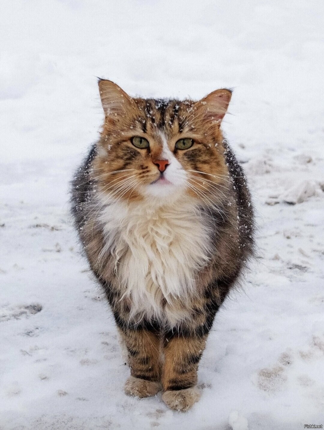 Солянка