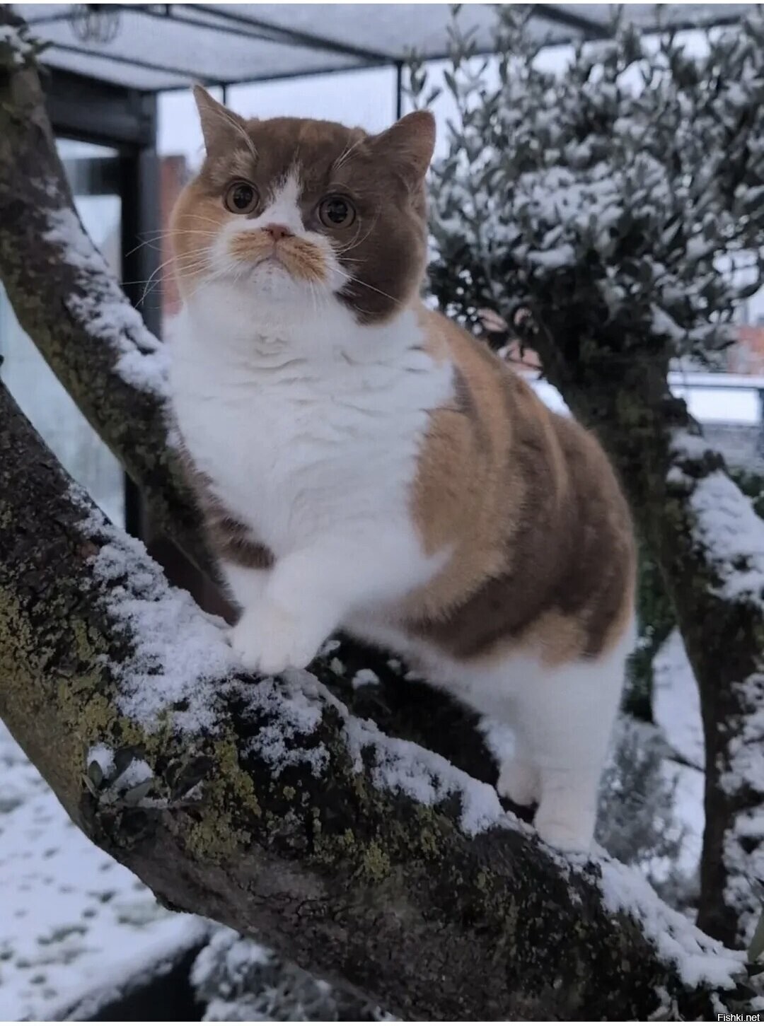 Солянка