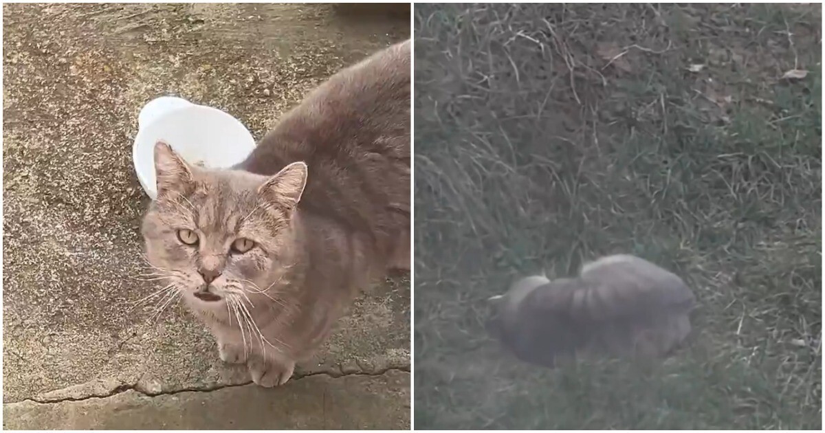 Хитрый домашний кот