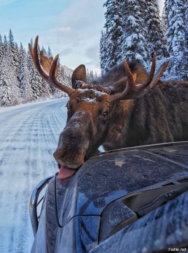 Солянка