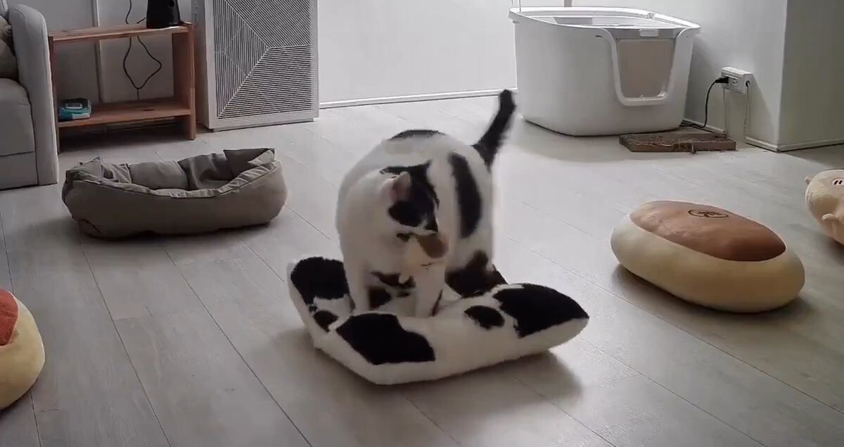 Кошка, которая ценит комфорт