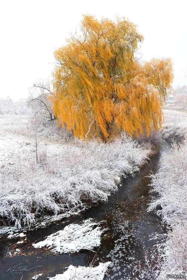 Солянка