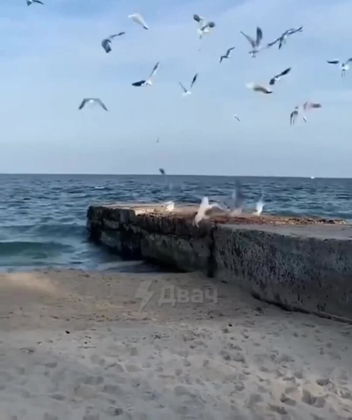 Вискас