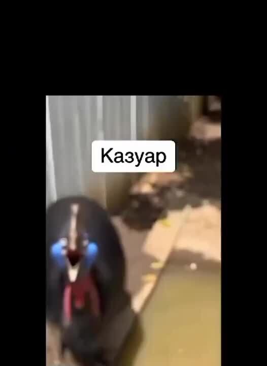 "ржу как кукабара"
