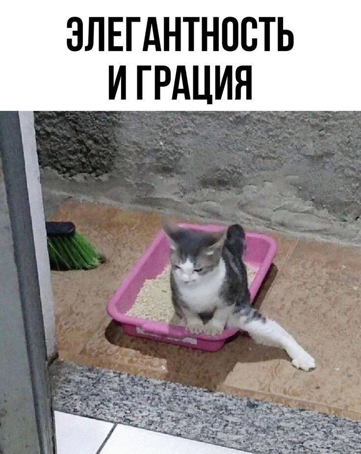 Милые котейки