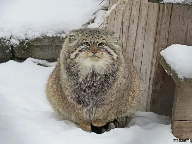 Манул глаженный, счастливый