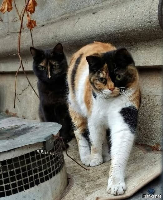Солянка