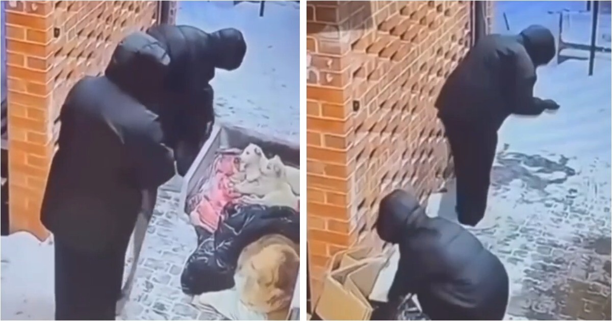 В Воронеже женщины разорили тёплый уголок для щенков и облили его хлоркой