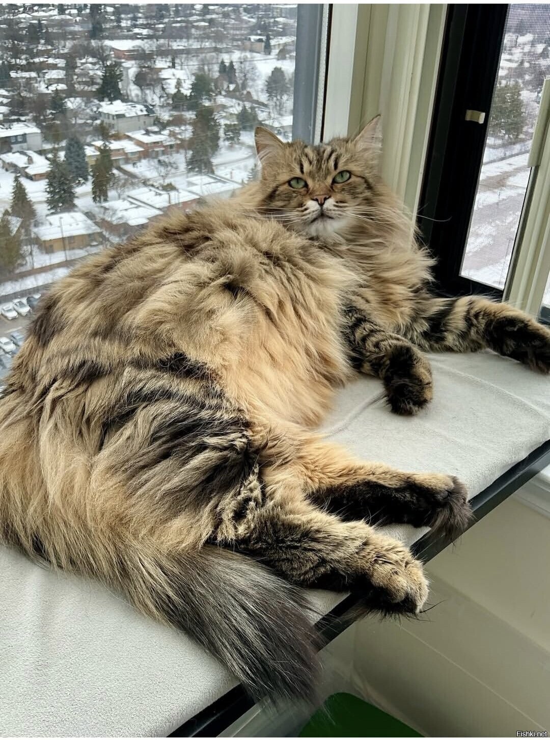 Солянка