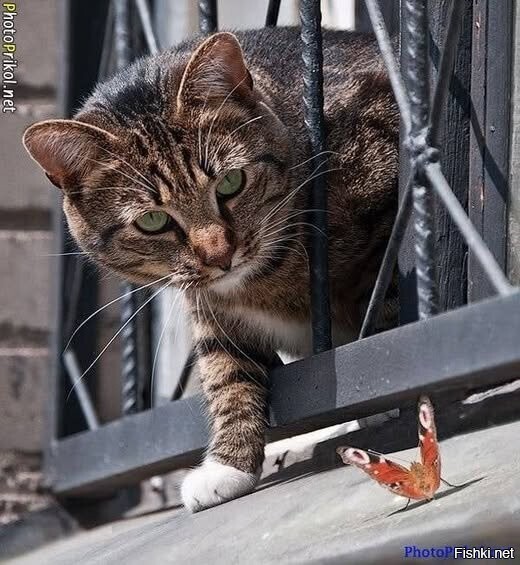 Меня разбудил шорох ваших крыльев