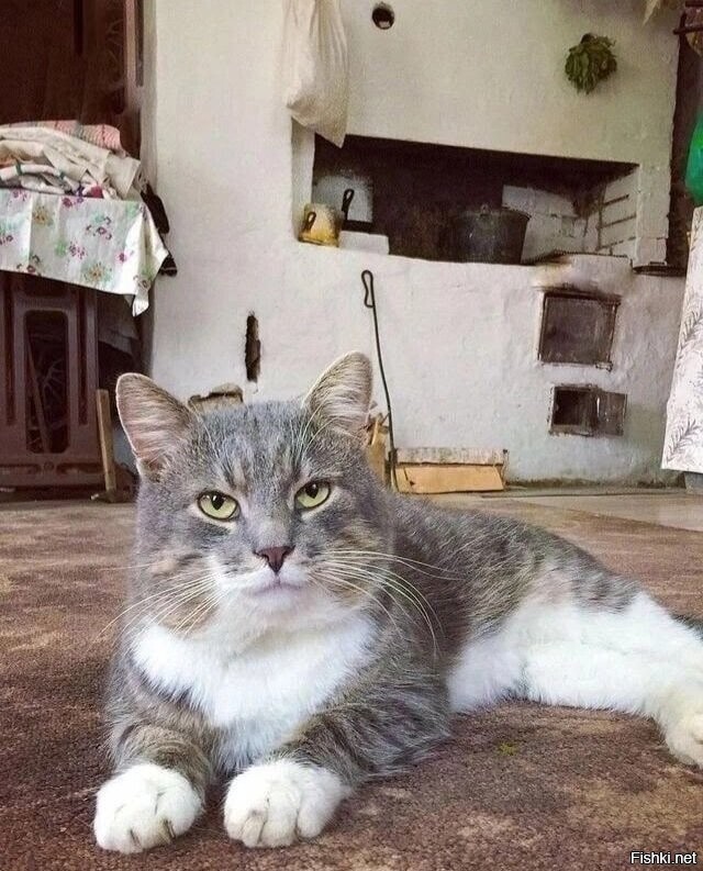 Солянка