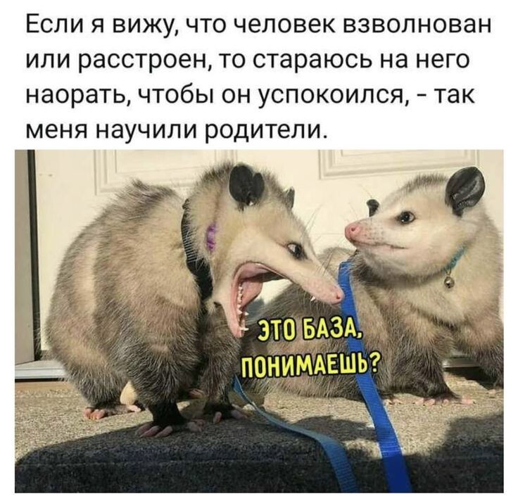 Весëлые картинки