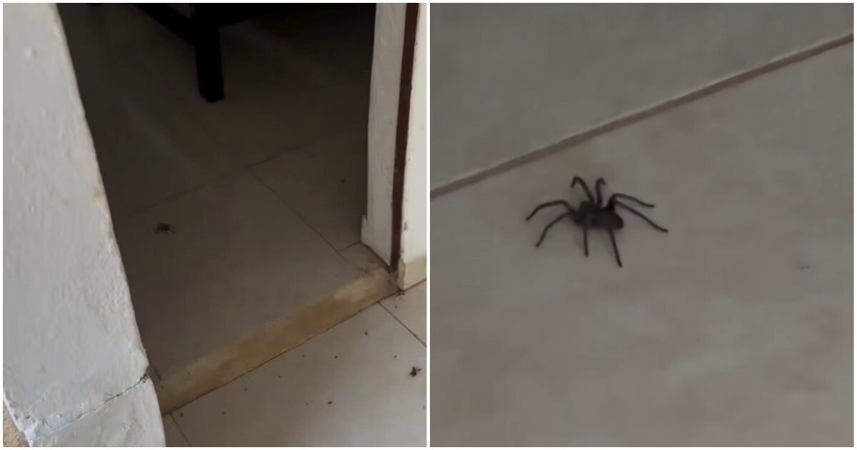 Совет арахнофобам