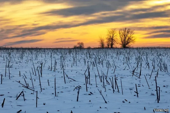 Февральский подсолнух