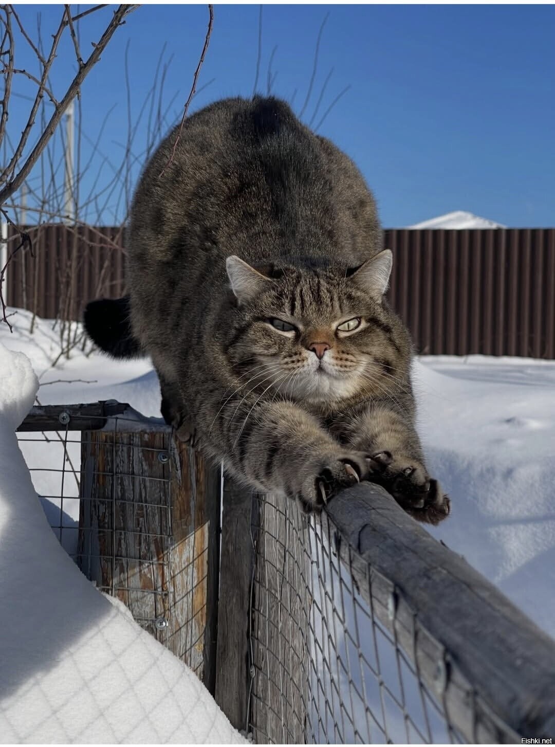 Солянка