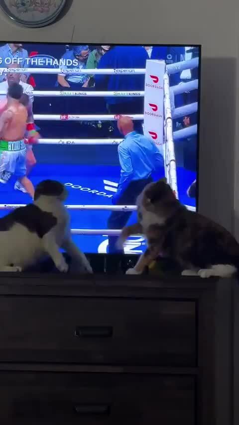 Крутой бокс не то что в телевизоре