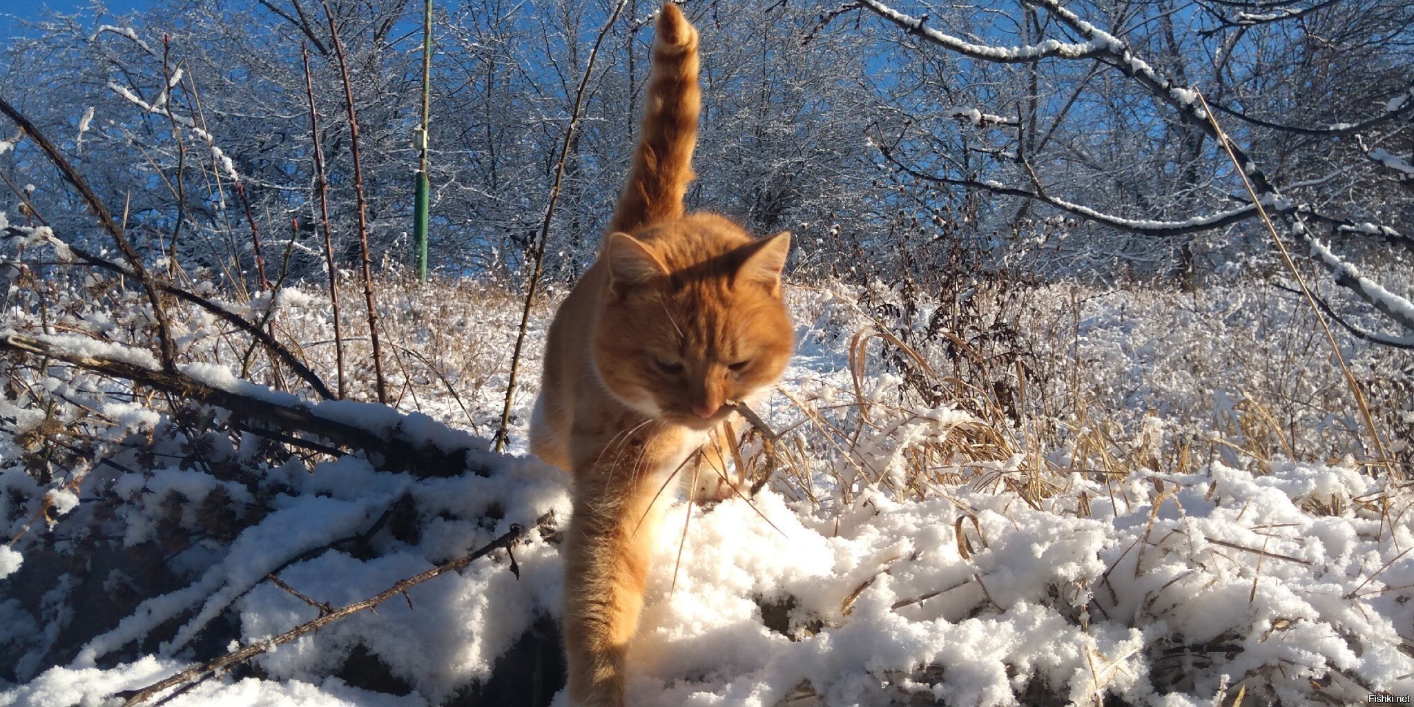 Солянка