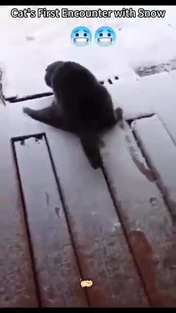 Видимо не любят снег