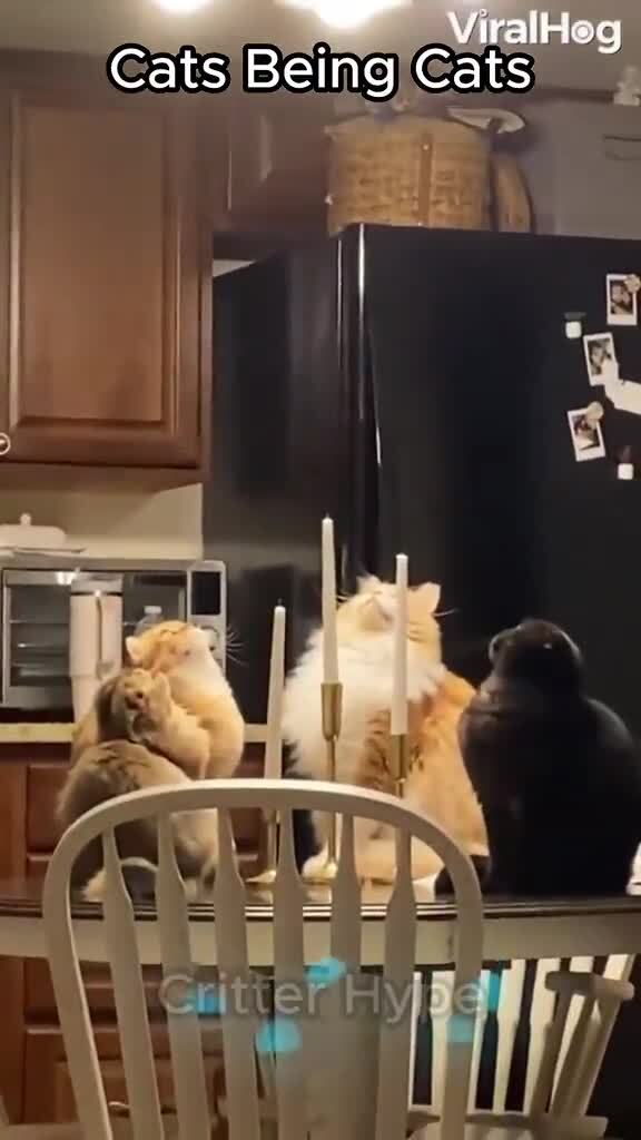 Кошки есть кошки )))