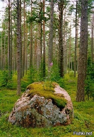 Солянка