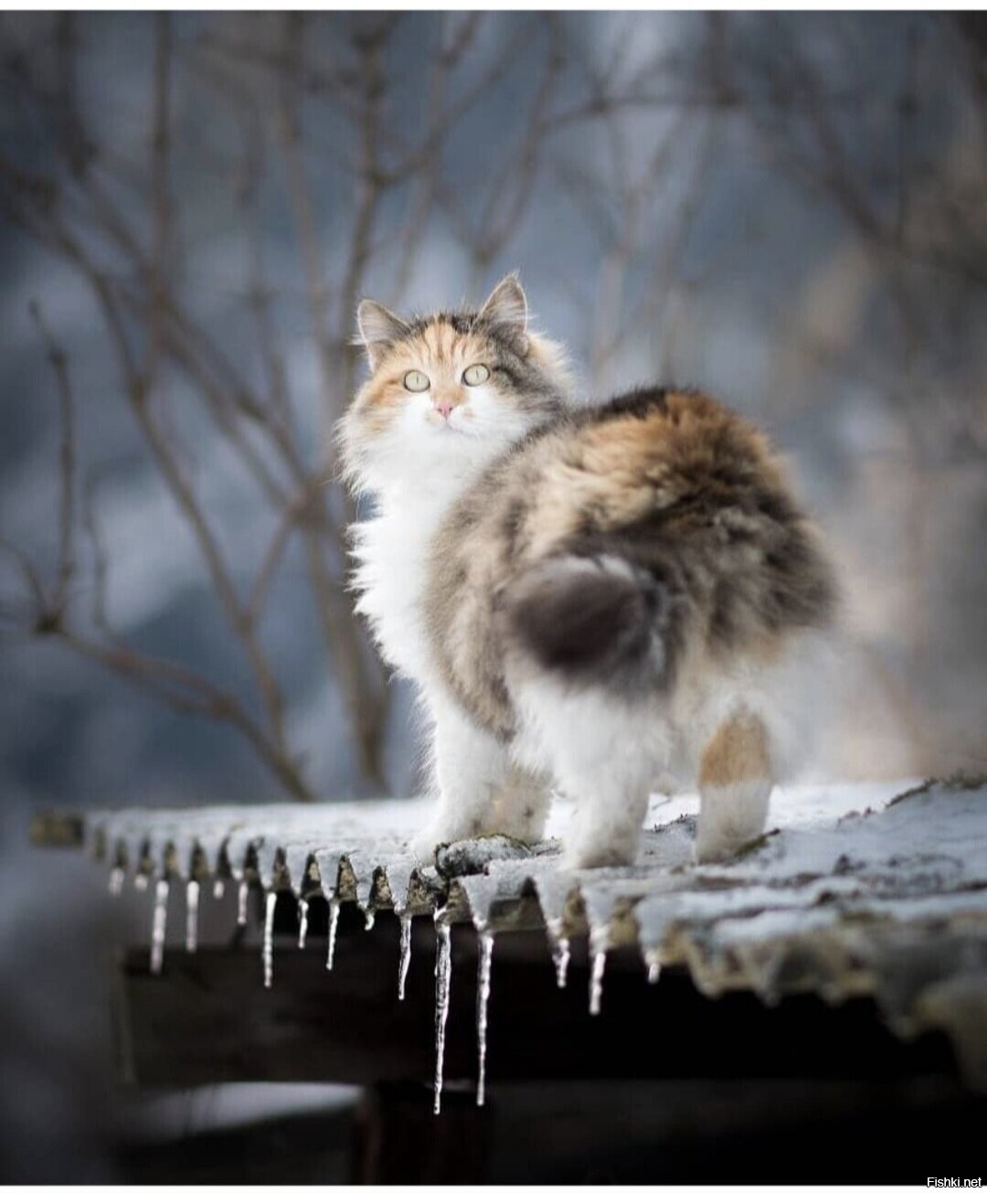 Солянка