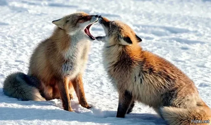 Весна наступила