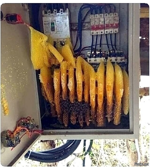 Солянка