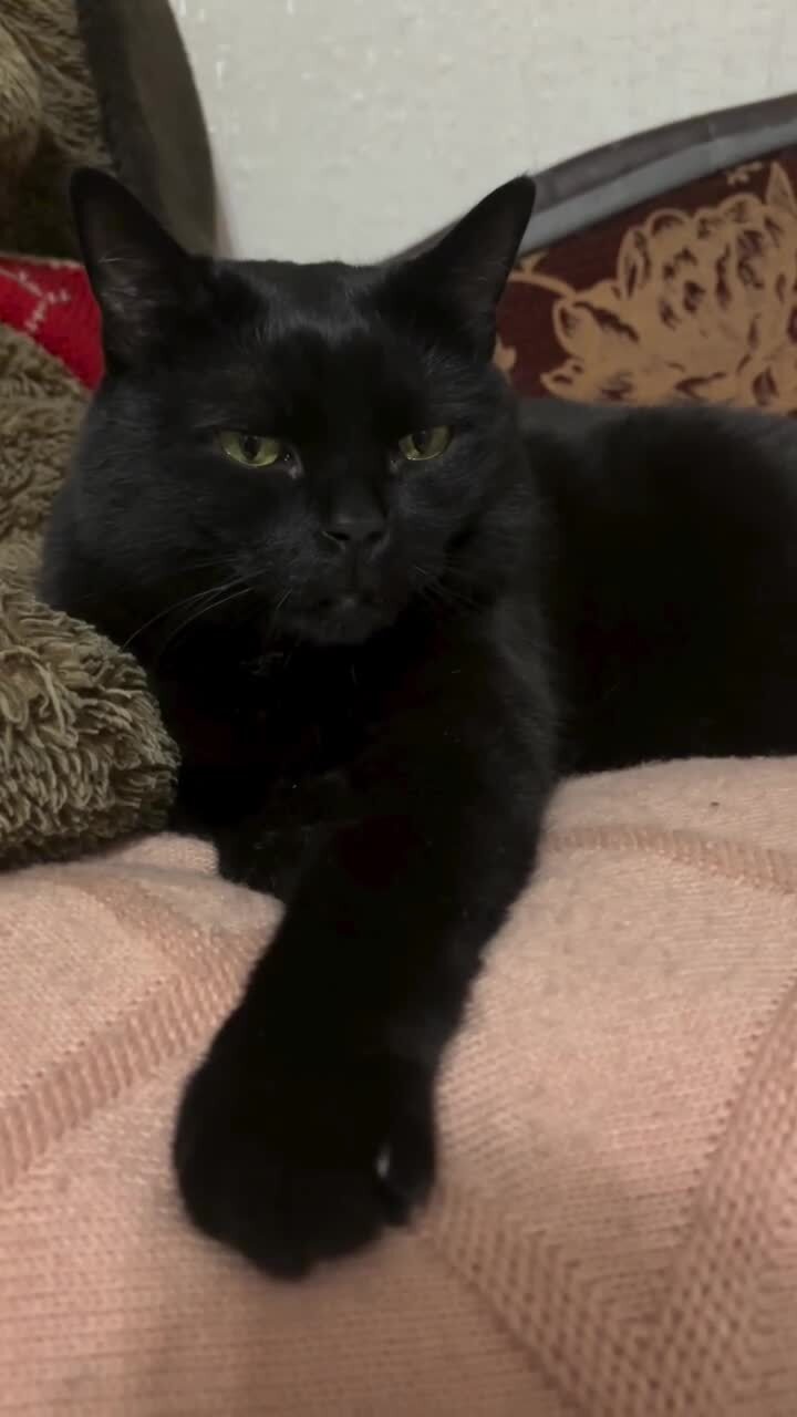 Котреоне)