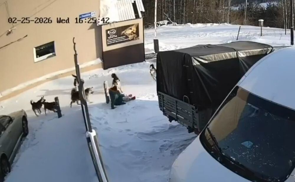 Нападение собак на женщину в Нерюнгри
