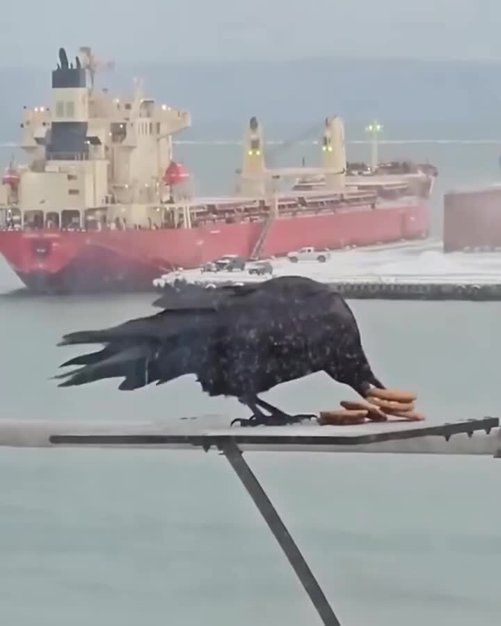 Целеустремлённость