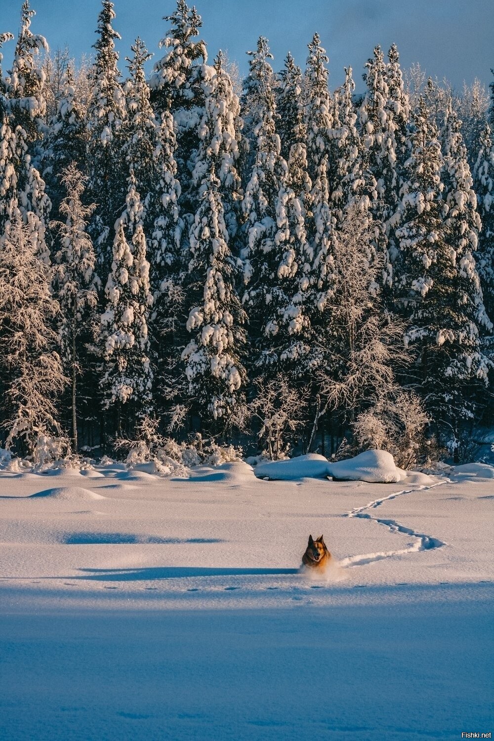 Солянка