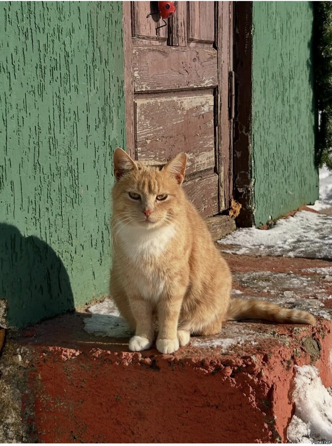 Солянка