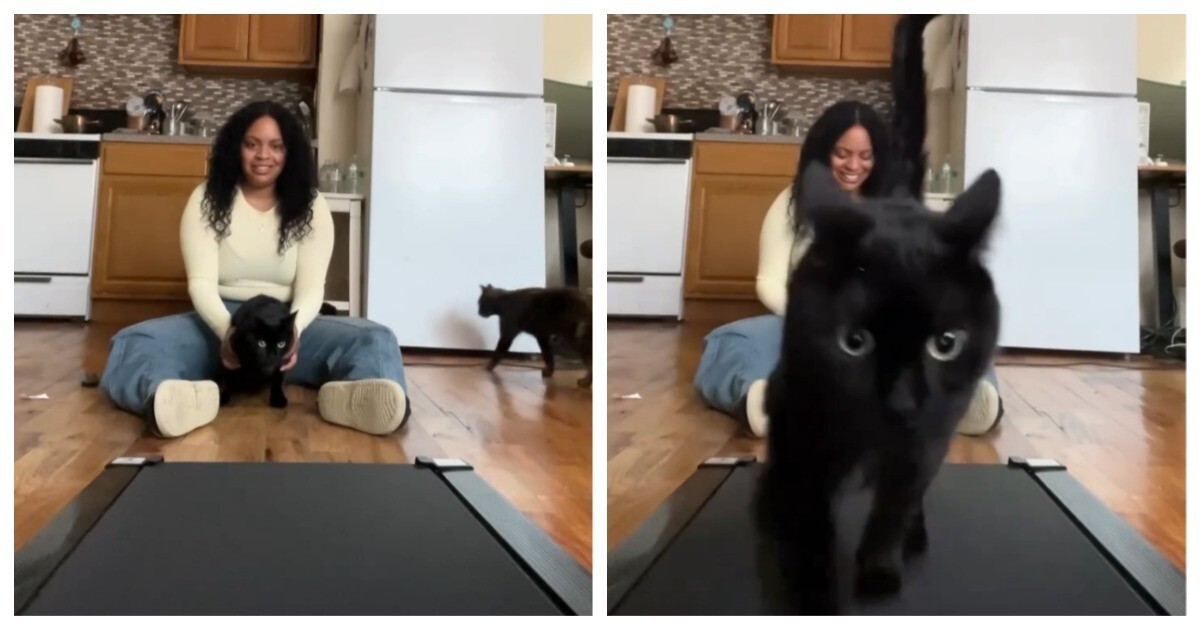 Тренировка кота на беговой дорожке