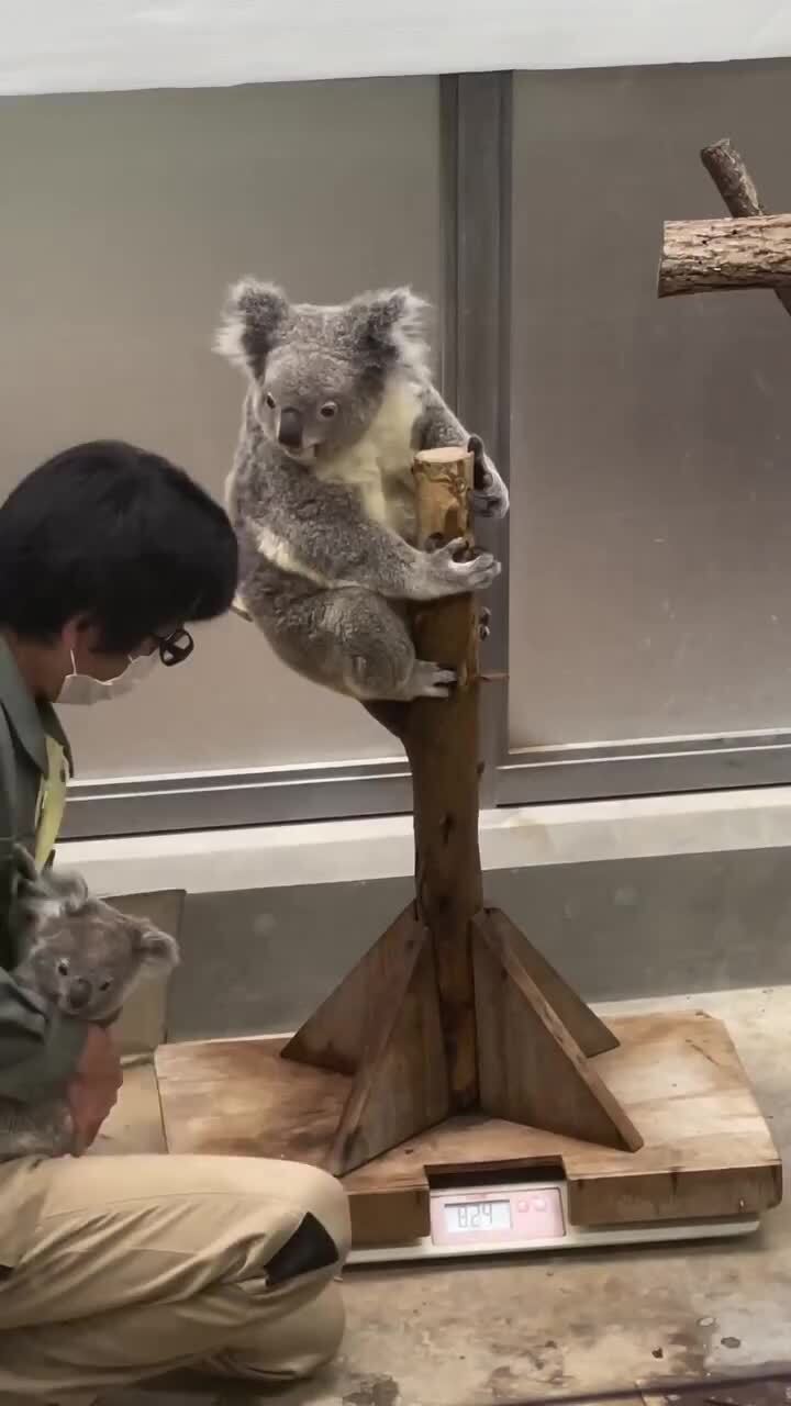 Процесс взвешивания коалы