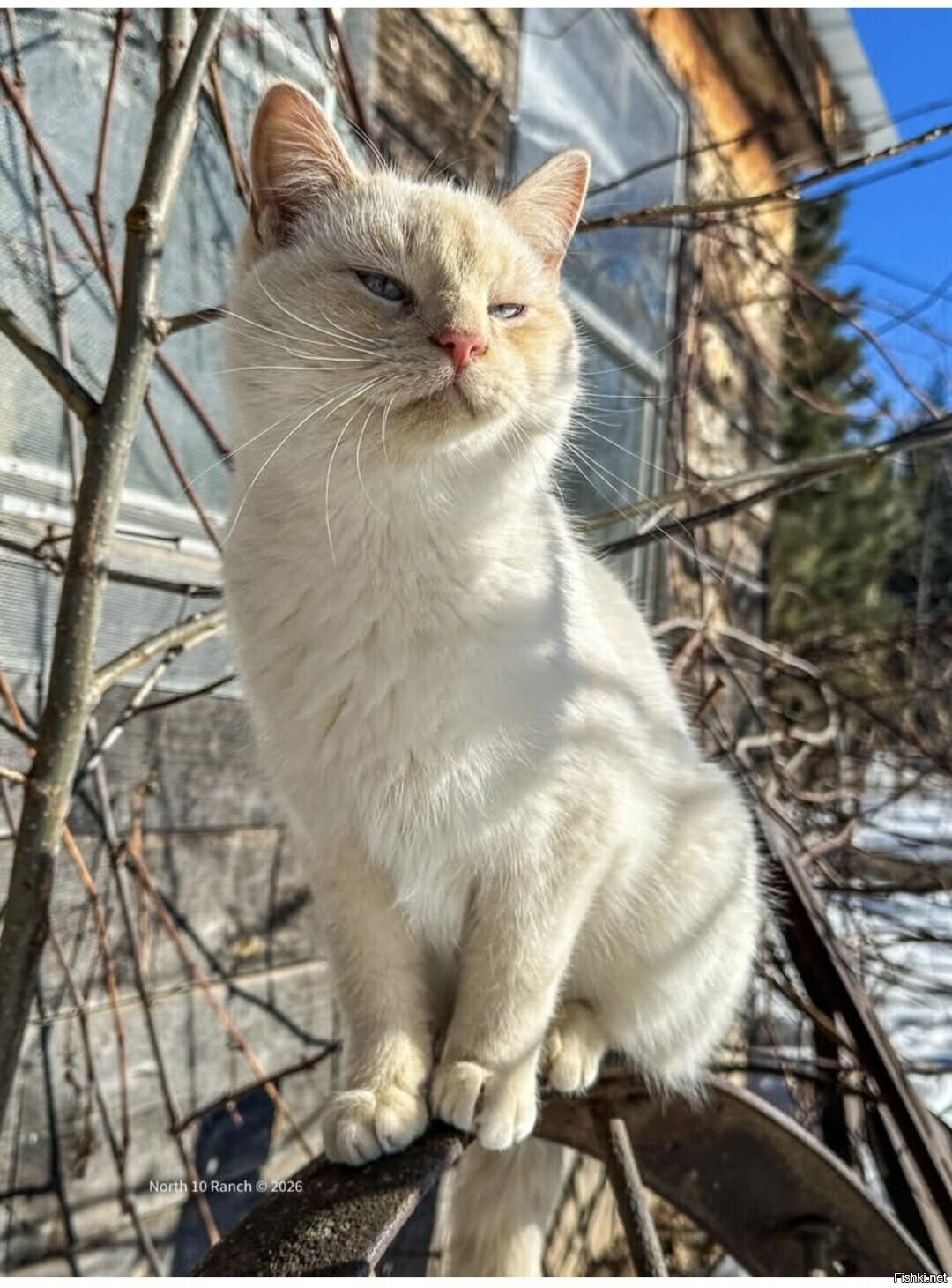 Солянка