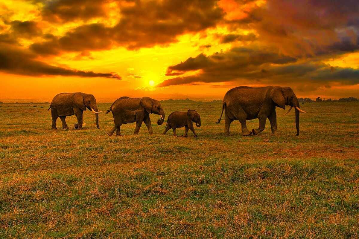 Как слоны понимают смерть?