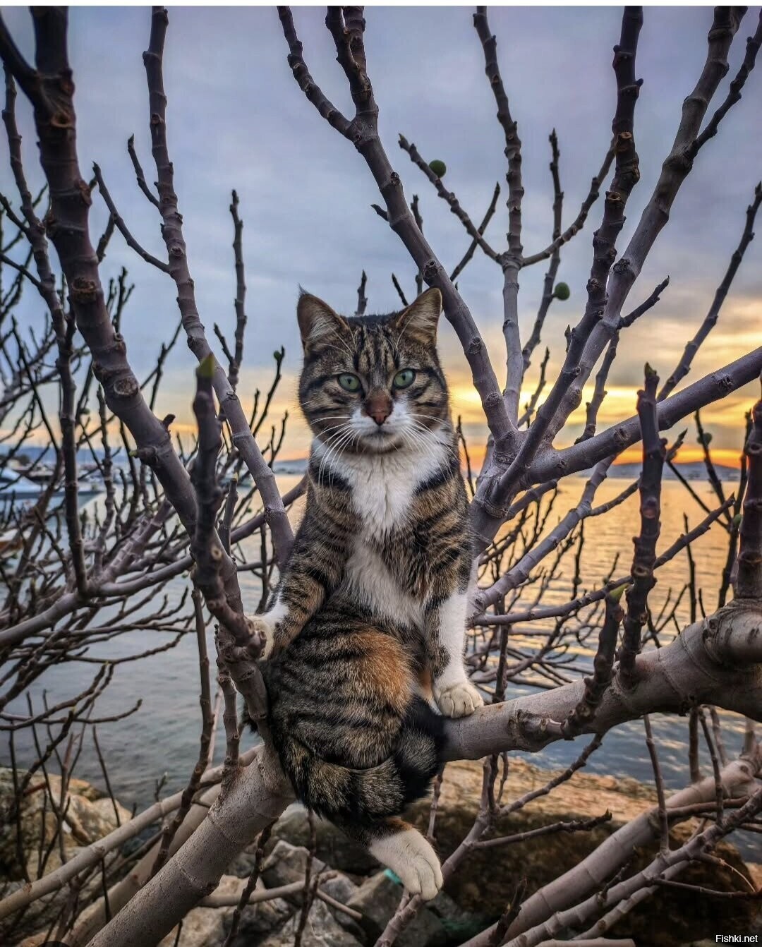 Солянка