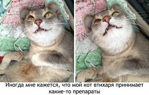 Весëлые картинки