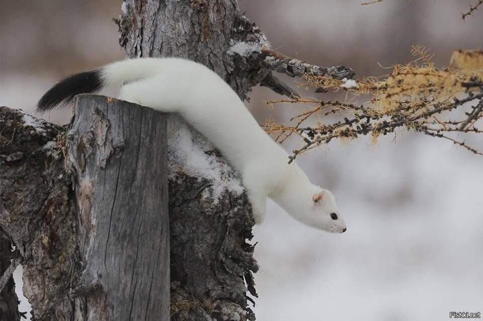 Солянка