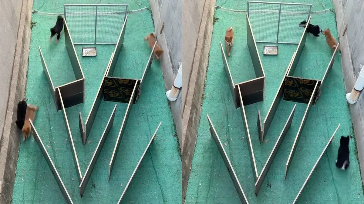 Когда обед превращается в игру