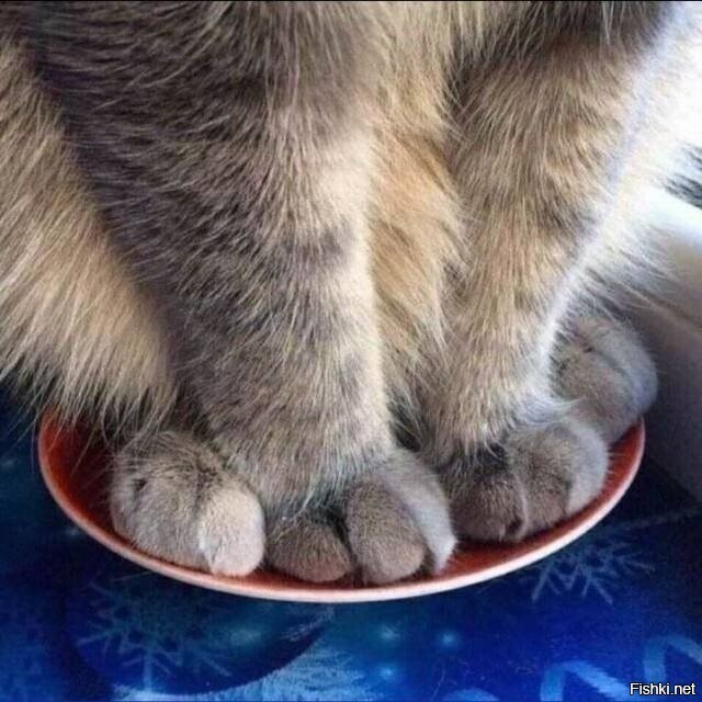 Солянка