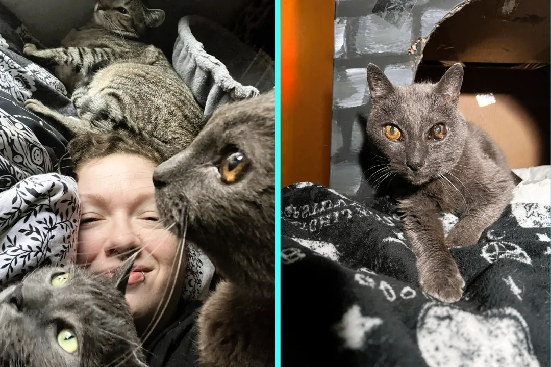 Купив дом, хозяева обнаружили, что там живут десятки кошек