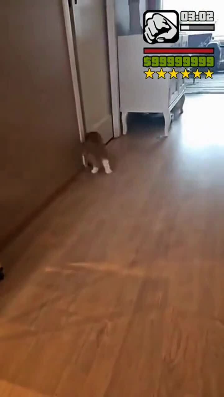 Фокус-покус
