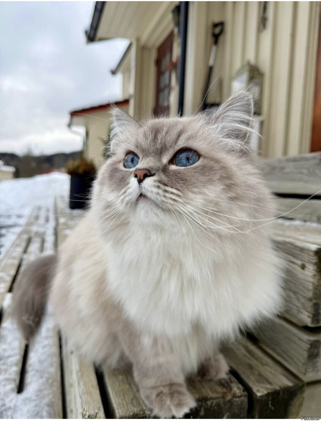 Солянка