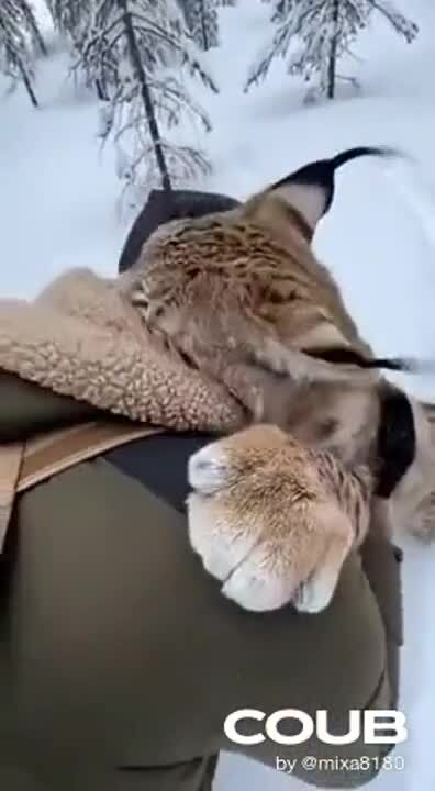 Мурчит