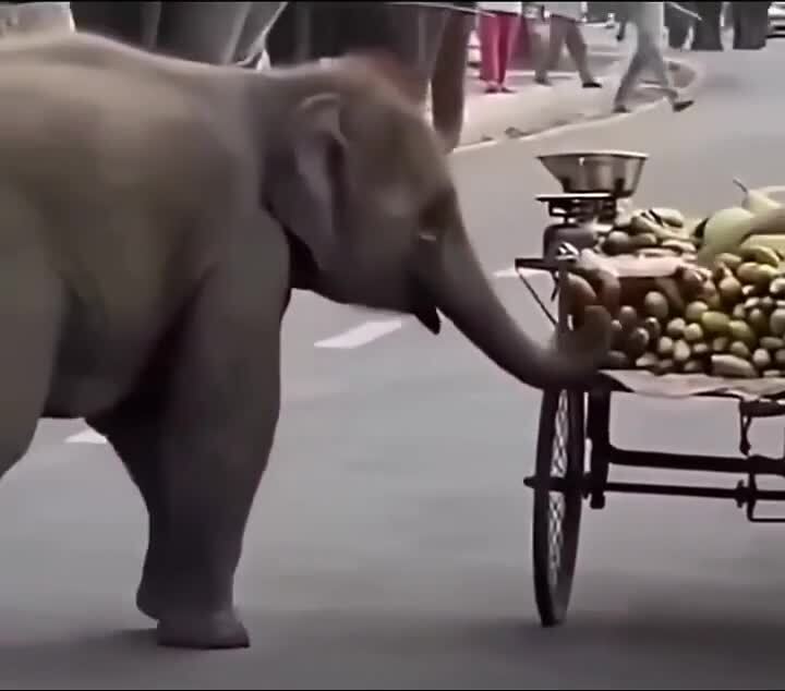 Культурный слоник