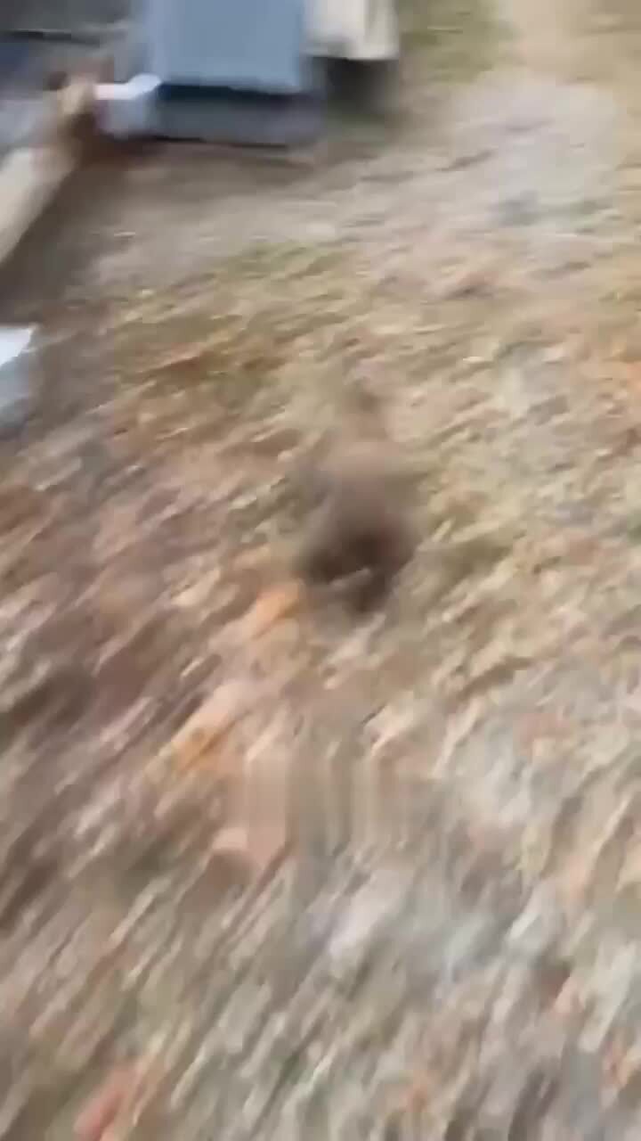 Поляки