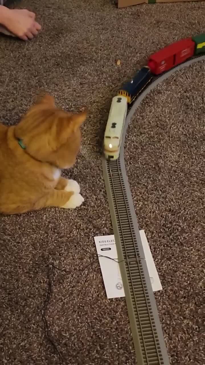 Котострофа