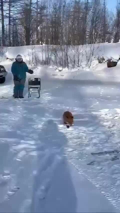 Солянка